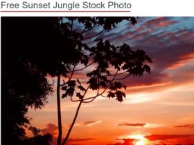 free photos reuse